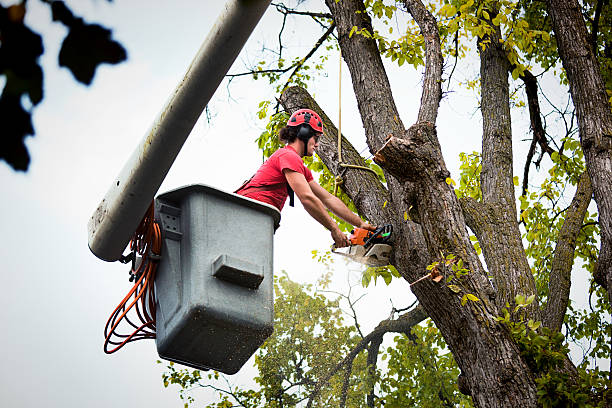 Best Best Tree Removal Services  in Arbuckle, CA